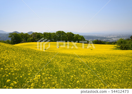 I went to the Sannokura plateau rape field # 85 I went to the Sannokura plateau rape field # 85 54412473