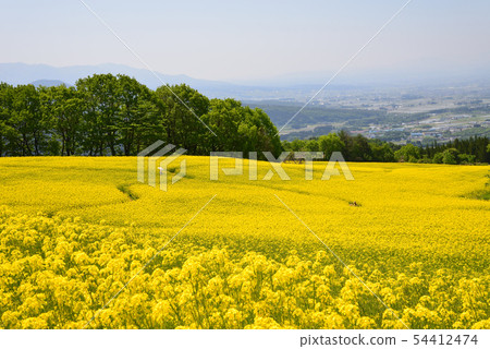 I went to the Sannokura plateau rape field # 84 I went to the Sannokura plateau rape field # 84 54412474