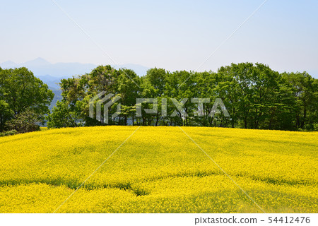 I went to the Sannokura plateau rape field # 82 I went to the Sannokura plateau rape field # 82 54412476