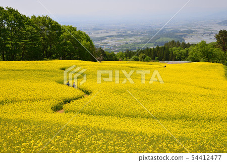 I went to the Sannokura Kogen rape field # 81 I went to the Sannokura Kogen rape field # 81 54412477