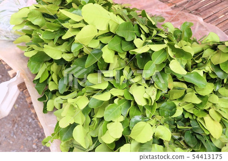 Kaffir lime leaves sell at market Kaffir lime leaves sell at market 54413175