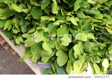 Kaffir lime leaves sell at market Kaffir lime leaves sell at market 54413177