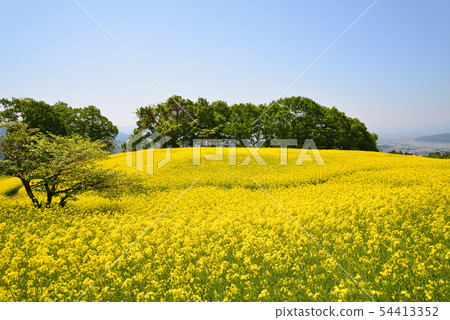 I went to the Sannokura plateau rape field # 89 I went to the Sannokura plateau rape field # 89 54413352
