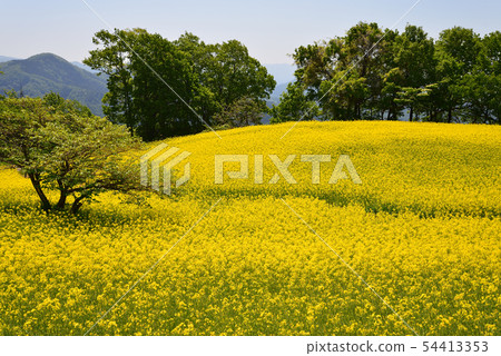 I went to the Sannokura Kogen rape field # 88 I went to the Sannokura Kogen rape field # 88 54413353