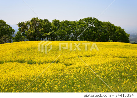 I went to the Sannokura Kogen rape field # 87 I went to the Sannokura Kogen rape field # 87 54413354