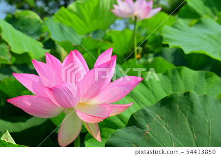 Lotus flower oga lotus ancient lotus 54413850
