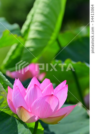 蓮花oga蓮花古蓮花 54413864