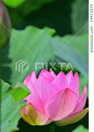 蓮花oga蓮花古蓮花 蓮花oga蓮花古蓮花 54413874