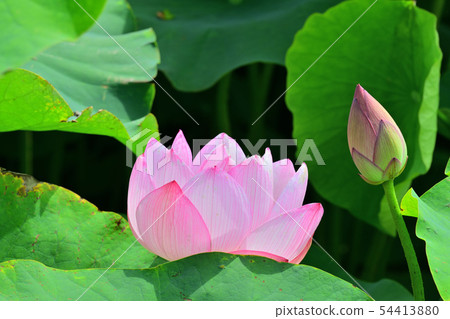 Lotus flower oga lotus ancient lotus Lotus flower oga lotus ancient lotus 54413880