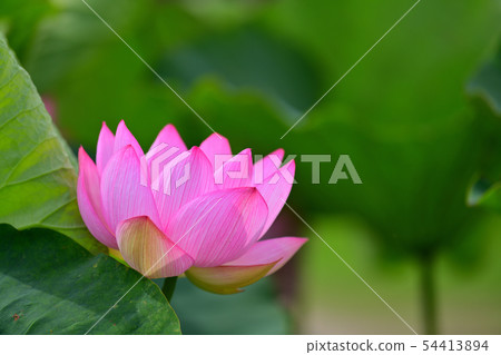 蓮花oga蓮花古蓮花 蓮花oga蓮花古蓮花 54413894