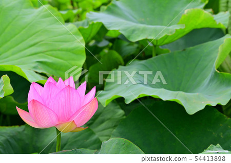 Lotus flower oga lotus ancient lotus Lotus flower oga lotus ancient lotus 54413898