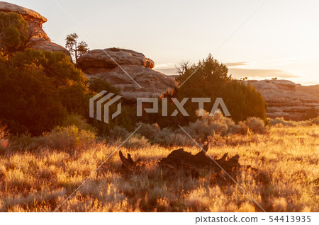 The Needles area of Canyonlands 54413935