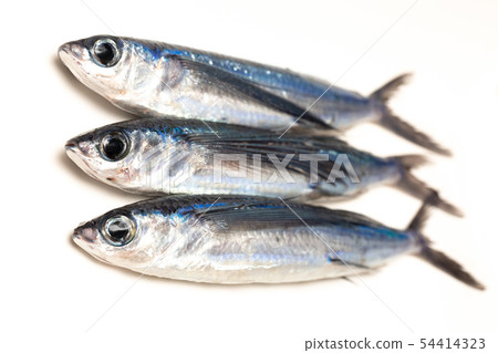 Flying fish 54414323