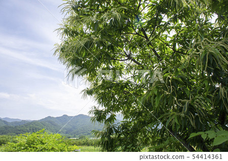 板栗花 板栗花 54414361