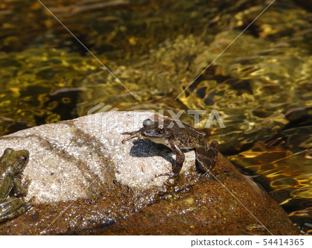Red-headed frog 54414365