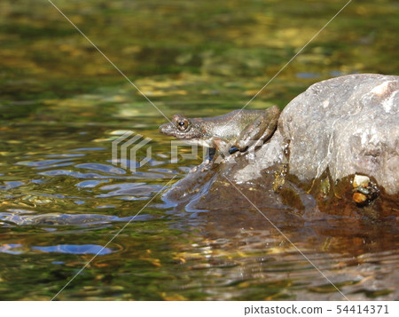 Red-headed frog 54414371