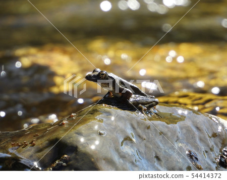 Red-headed frog 54414372