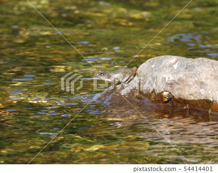 Red-headed frog Red-headed frog 54414401