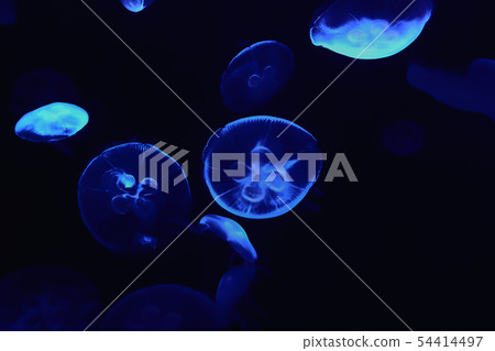 水母水母 54414497