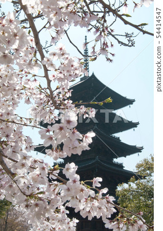 Five-storied pagoda of To-ji Temple in Kyoto and cherry blossoms. Five-storied pagoda of To-ji Temple in Kyoto and cherry blossoms. 54414547