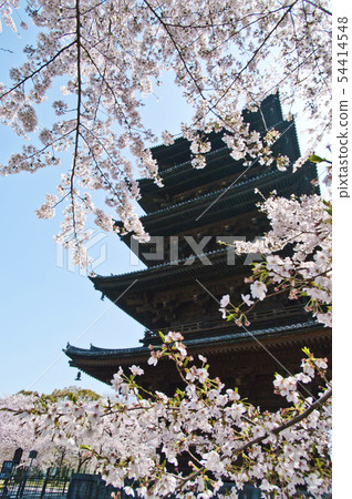 Five-storied pagoda of To-ji Temple in Kyoto and cherry blossoms. 54414548