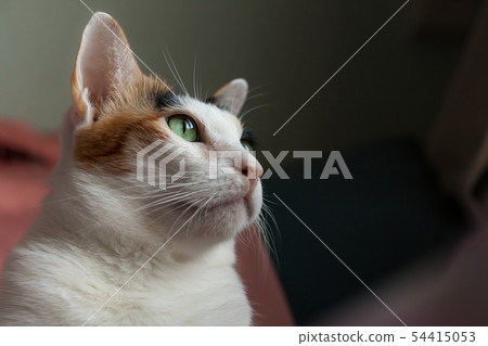 The calico cat was staring at something outside. 54415053