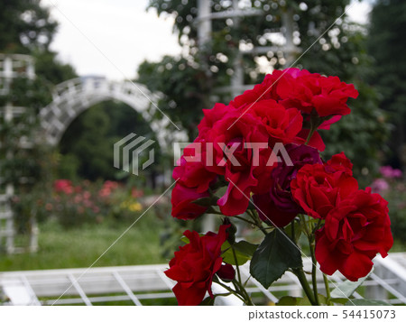 Rose scenery 54415073