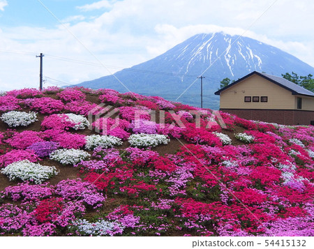 Shiba Sakura花園俯瞰Kutchan鎮的Yotei山 54415132