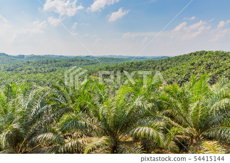 Palm plantation Palm plantation 54415144