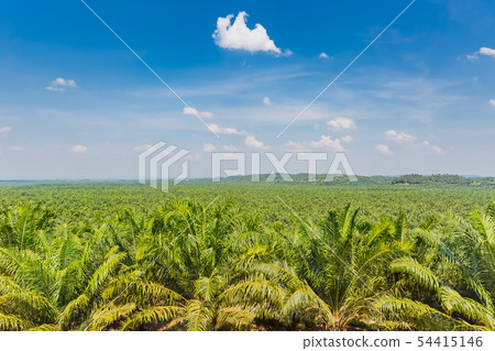 Palm plantation 54415146