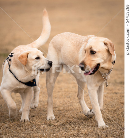 Father and son 54415269