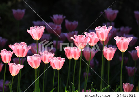 New year 9887 54415621