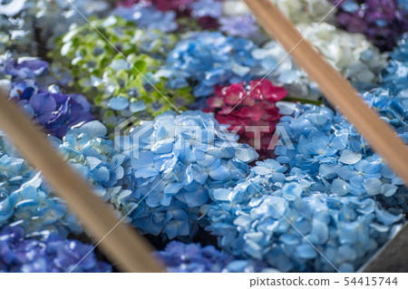 Hydrangea flower hand water Hydrangea flower hand water 54415744