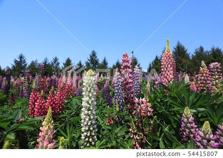 Lupine 9794 54415807