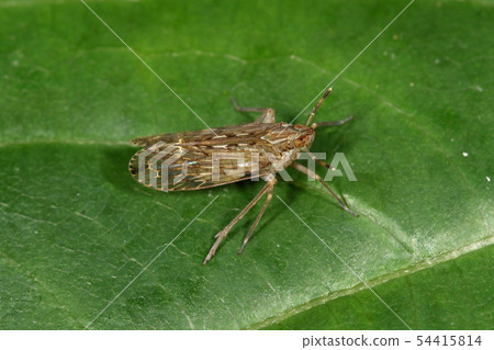 Creatures Insects Persimmons, antennae extending from under the big eyes. It is an insect whose name and shape have changed Creatures Insects Persimmons, antennae extending from under the big eyes. It is an insect whose name and shape have changed 54415814