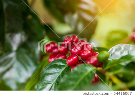 Coffee beans ripening on tree in North of thailand Coffee beans ripening on tree in North of thailand 54416067