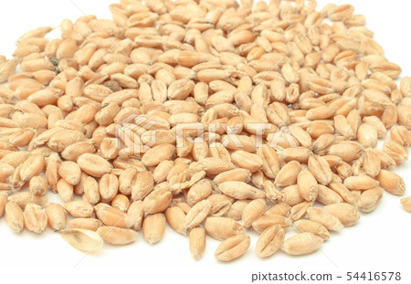 Rye or wheat grains on white background Rye or wheat grains on white background 54416578