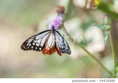 Asagi madara Asagi madara 54416980