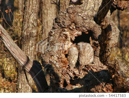 Ezo Owl Ezo Owl 54417383