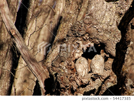 Ezo Owl 3 54417385
