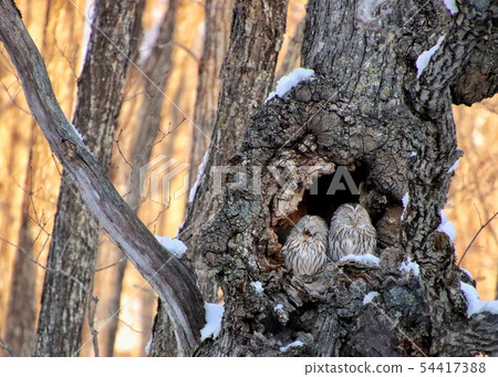 Ezo Owl 6 Ezo Owl 6 54417388
