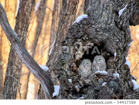 Ezo Owl 7 Ezo Owl 7 54417389