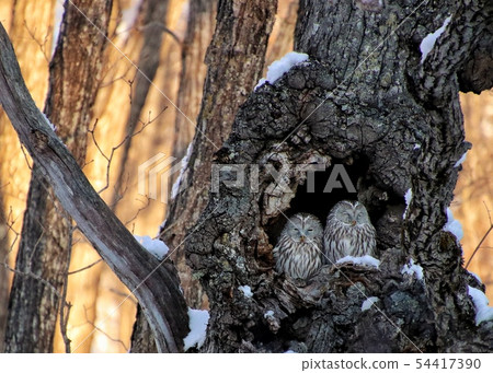 Ezo Owl 8 Ezo Owl 8 54417390