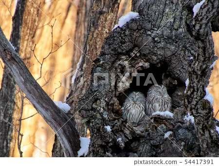 Ezo Owl 9 Ezo Owl 9 54417391