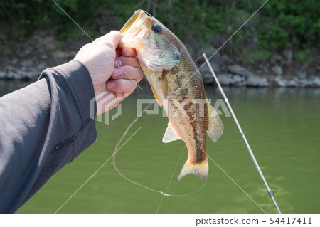 低音釣魚（黑鱸魚） 54417411