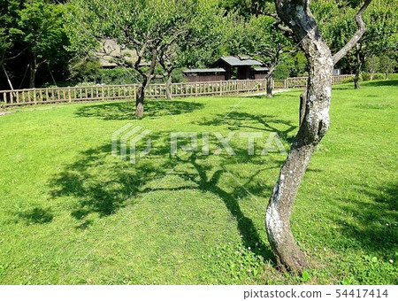 Shadow of the fresh green 54417414