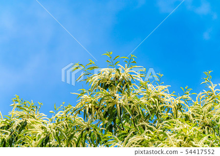 板栗花[長野縣] 54417552