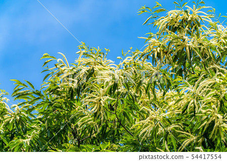 板栗花[長野縣] 54417554