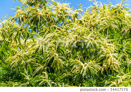 Chestnut flower [Nagano Prefecture] 54417578