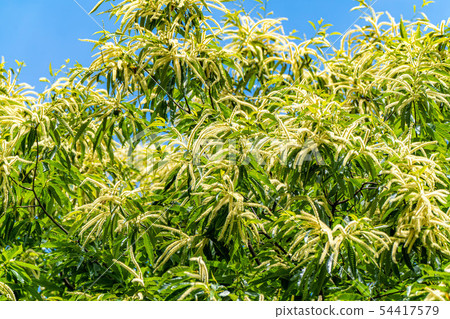 Chestnut flower [Nagano Prefecture] 54417579